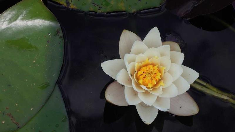 How PSA Software Transforms Professional Services Firms